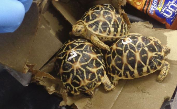 3 Orang Ditangkap di Jepang karena Bawa Kura-kura Langka dari Thailand